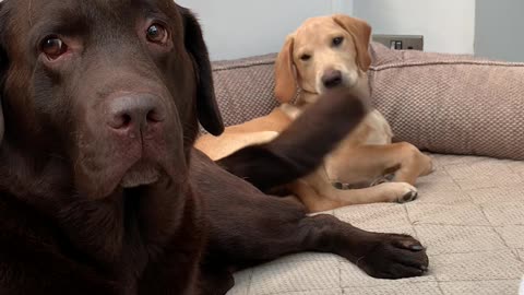 Dog's Happy Tail Cleans Puppy's Face