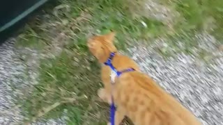 Cat on leash and cat on window looking down