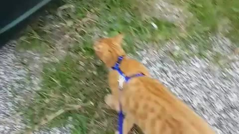 Cat on leash and cat on window looking down