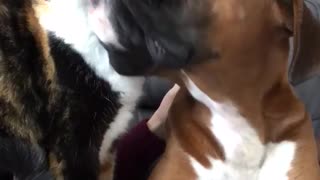 Boxer puppy and cat lick each other