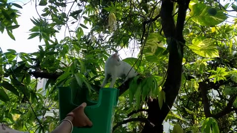 Why Cats do this?our naughty CAT jumping from tree # vlogs # blogs