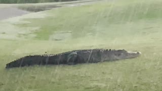 Three-Legged Alligator Walking Under Beautiful Sunrise