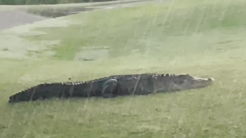 Three-Legged Alligator Walking Under Beautiful Sunrise