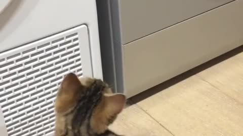 Cat wondering what is that Magic