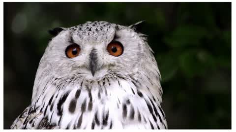 Beautiful Owl