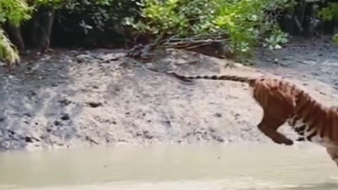 The series tiger is jumping on the river| YT short video|Short Yt video 🐅🐅