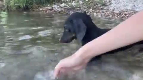 Câozinho tentando nadar na lagoa