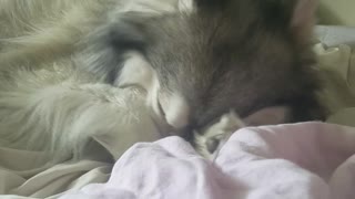 Husky Refuses To Leave Bed