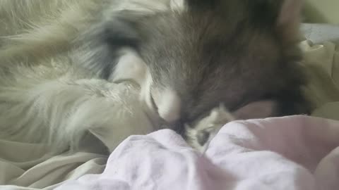 Husky Refuses To Leave Bed