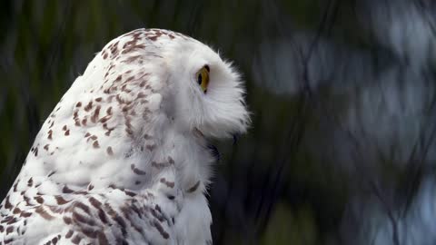 snowy owl call