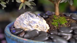 Starting a Bonsai Tree From a Small Lowes Shrub || Rhododendron