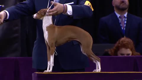 Group judging for the Toy Group at the 2022 Westminster Kennel Club Dog Show