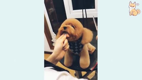 Funny Dog cuttings his hairs shorts