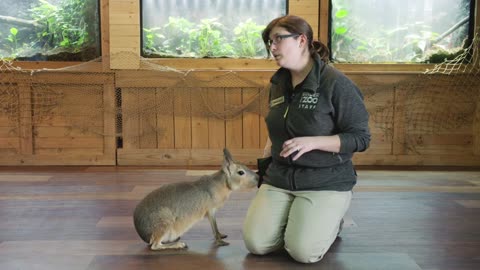 Is This Giant Rodent Responding to Commands Like a Dog?