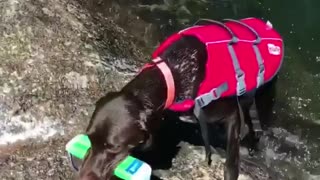 Black dog in pink life vest swimming to get toy