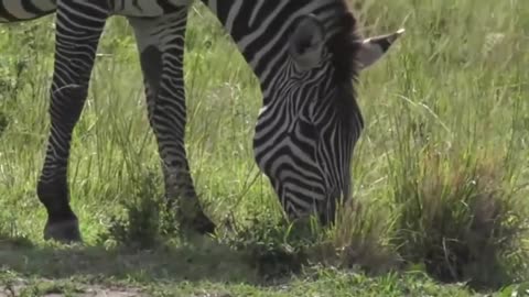 Sunrise: The afternoon drive is completed by zebras and topi.