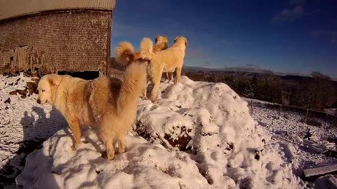 Livestock Guardian Dogs on lookout duty