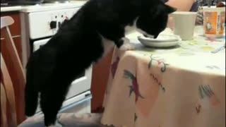 The cat is eating at the table.
