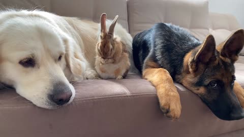 Golden Retriever and German Shepherd Puppy Play with Bunny Sam for the First Time