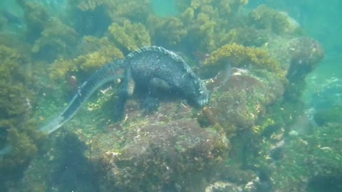 Ecuador: Marine Iguana, Galapagos