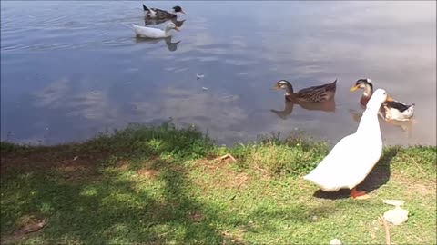 patos en la laguna