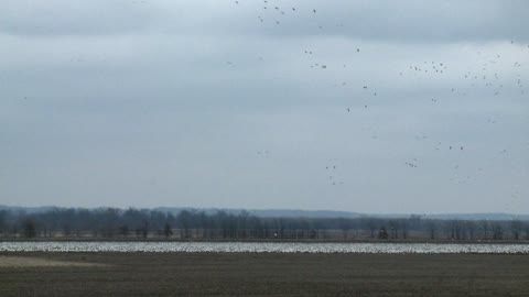 Snow Geese Migration - Eastern Dream