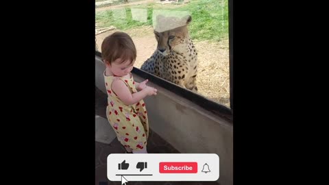 The Little Girl Has Up-Close Encounter With Cheetah
