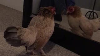 Chicken jumping in front of mirror
