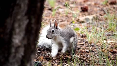 Squirrel Animal Rodent Fur Cute National Park