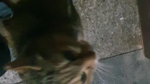 A very cute street cat 8