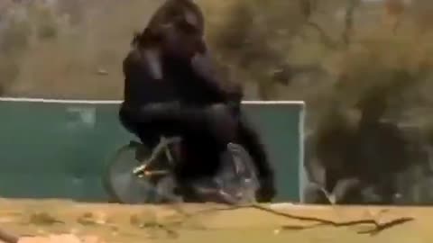 Gorilla Rides Bike