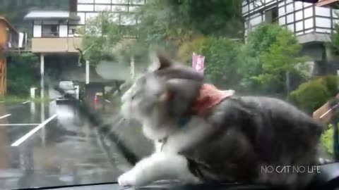 FUNNY CAT VIDEOS THAT WILL MAKE YOU QUESTION YOUR EXISTENCE