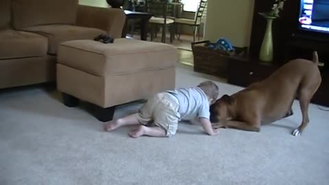 Boxer giving Baby Kisses Why boxers are the best dogs for