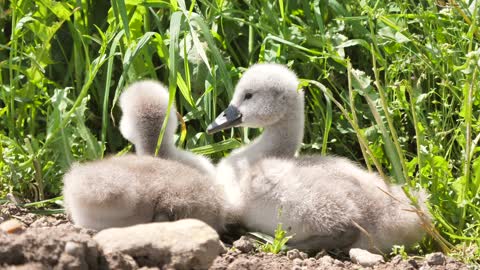 Cute baby Birds in Grass