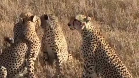 Spectacular cheetahs