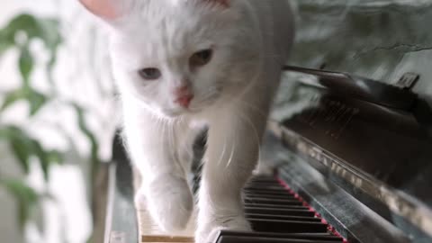 Cat Funny Play Piano