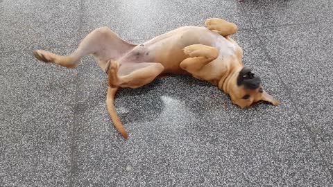 Doggo Joins Dance Class