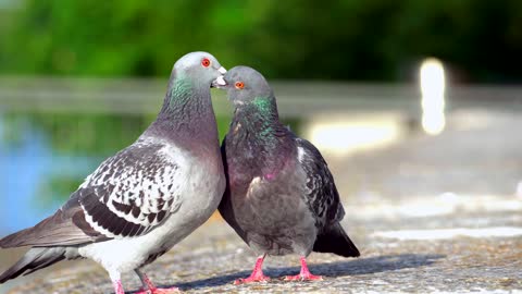 Two Pigeons on the Groundd