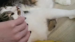 Petting a very cute cat