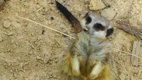 Wild Life of Curious Meerkat