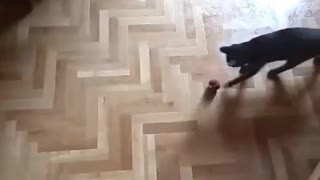 Young kitty playing on a wet floor