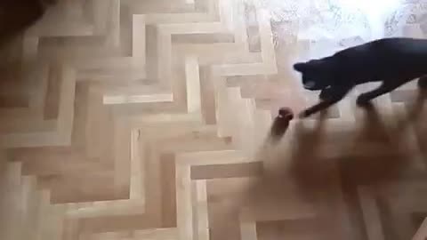 Young kitty playing on a wet floor