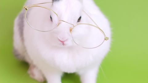 A funny little rabbit reading a book