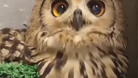 Big eyed owl