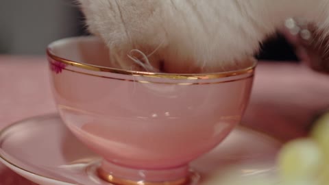 A Cat Licking On The Tea Cup Over The Table--FH