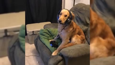 Cute Dog Caught Playing Fortnite On Playstation 4