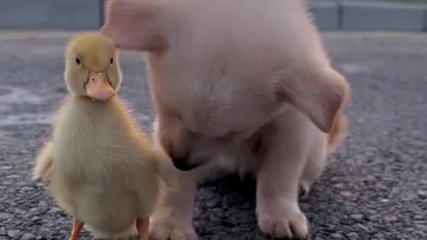 Puppy and duckling are playing together. They are so happy