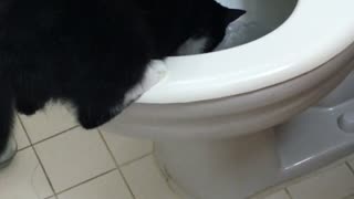 Black cat drinks from toilet bowl