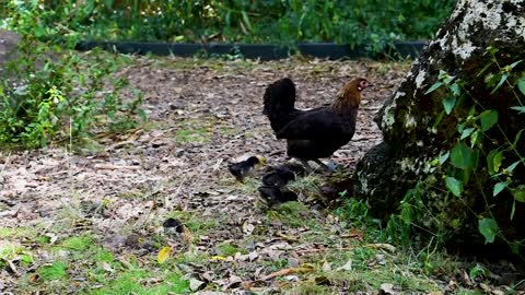 gallina e pulcini