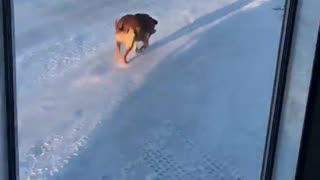 Obedient Community Dog Helps Distribute Food Donations